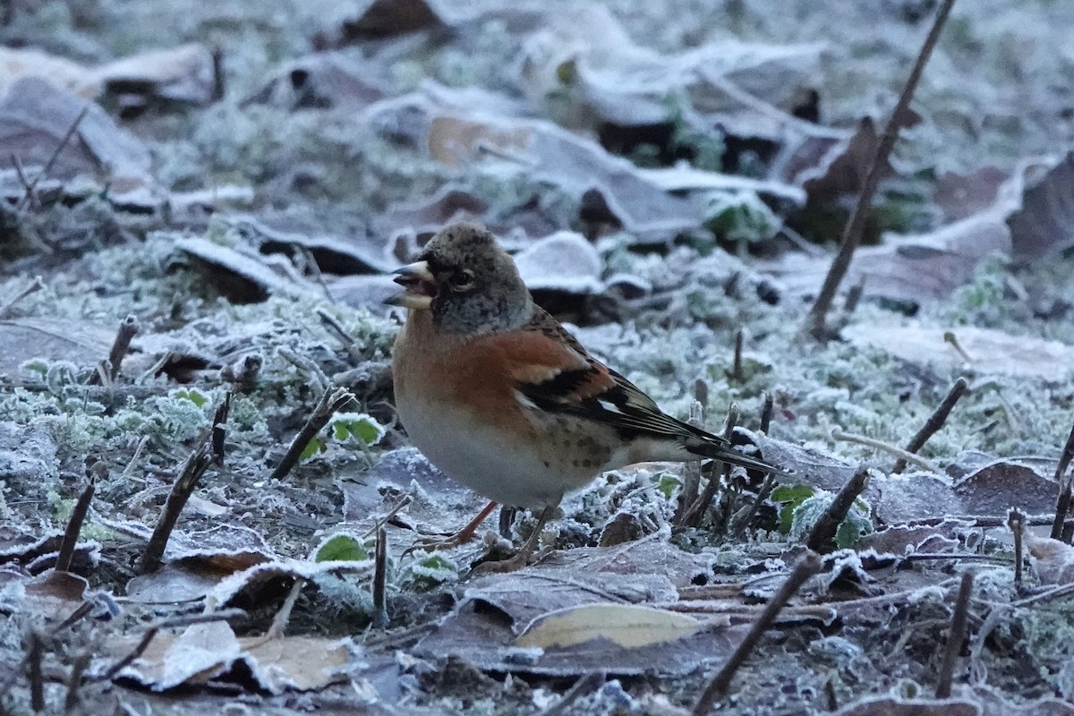 Brambling - ML645792529
