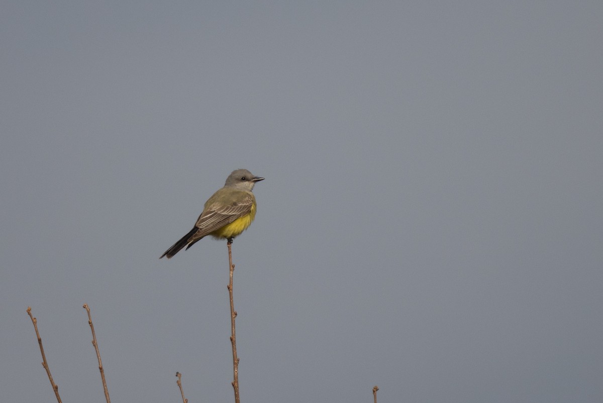 Western Kingbird - ML645792544