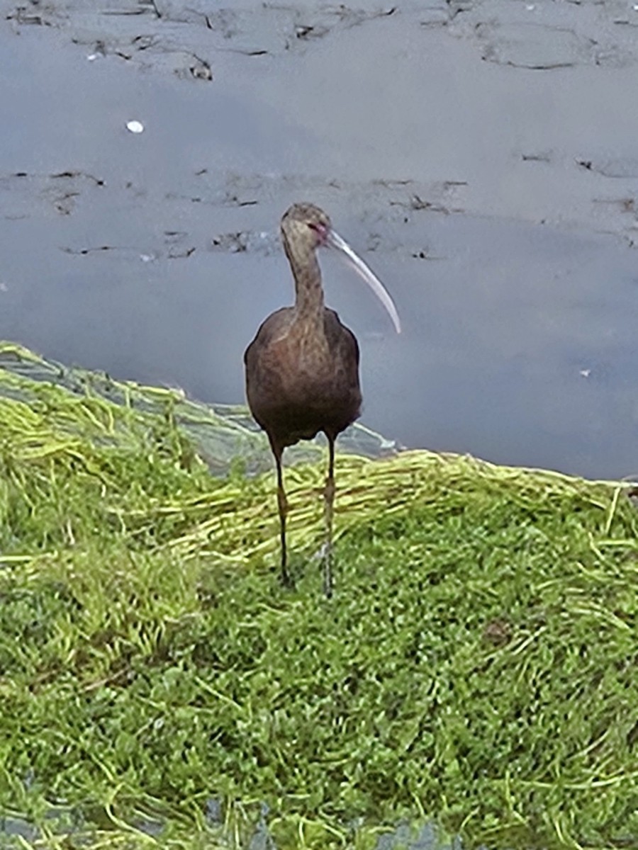 Beltzaran musuzuria - ML645792546