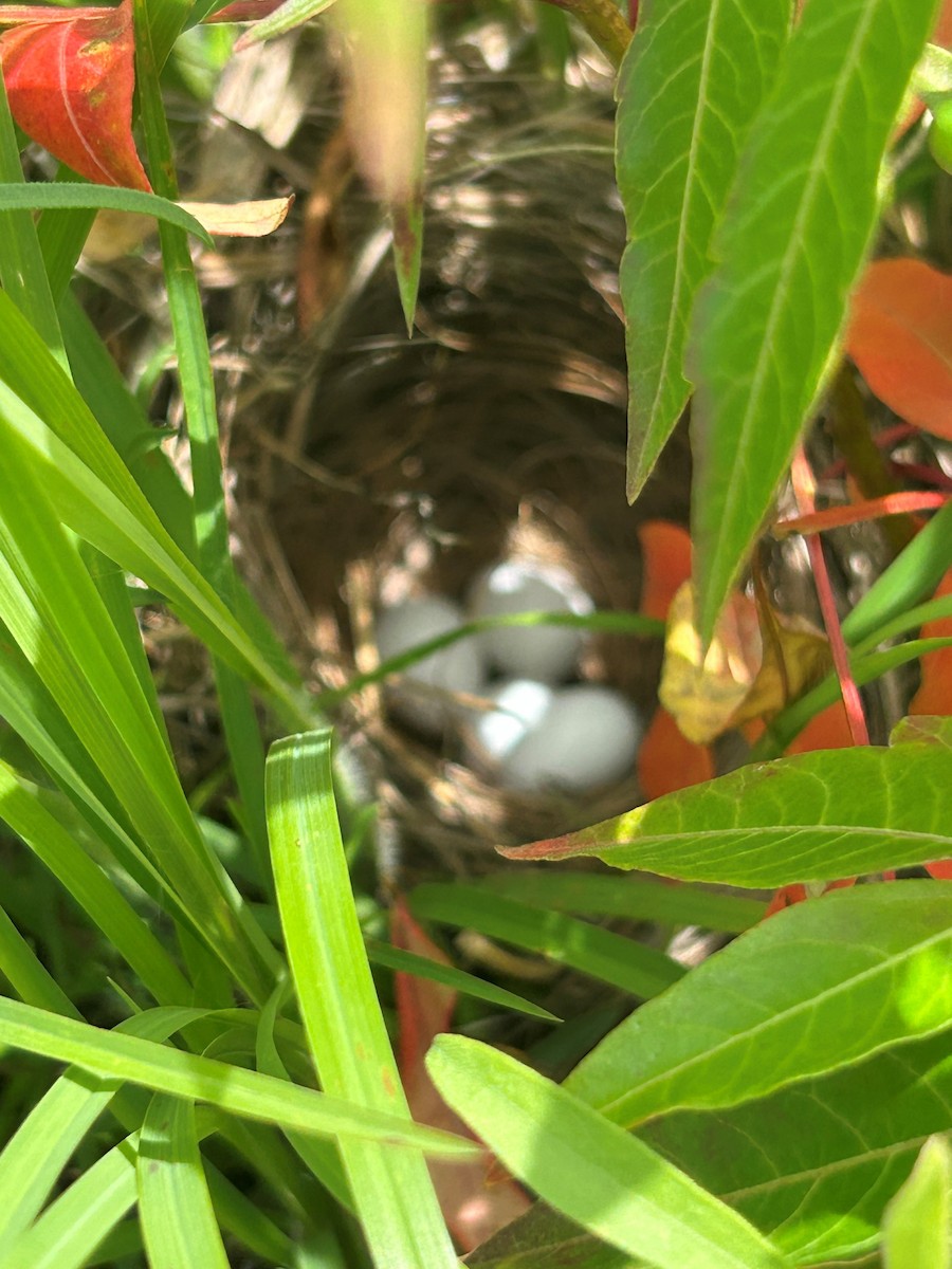 Bachman's Sparrow - ML645792550