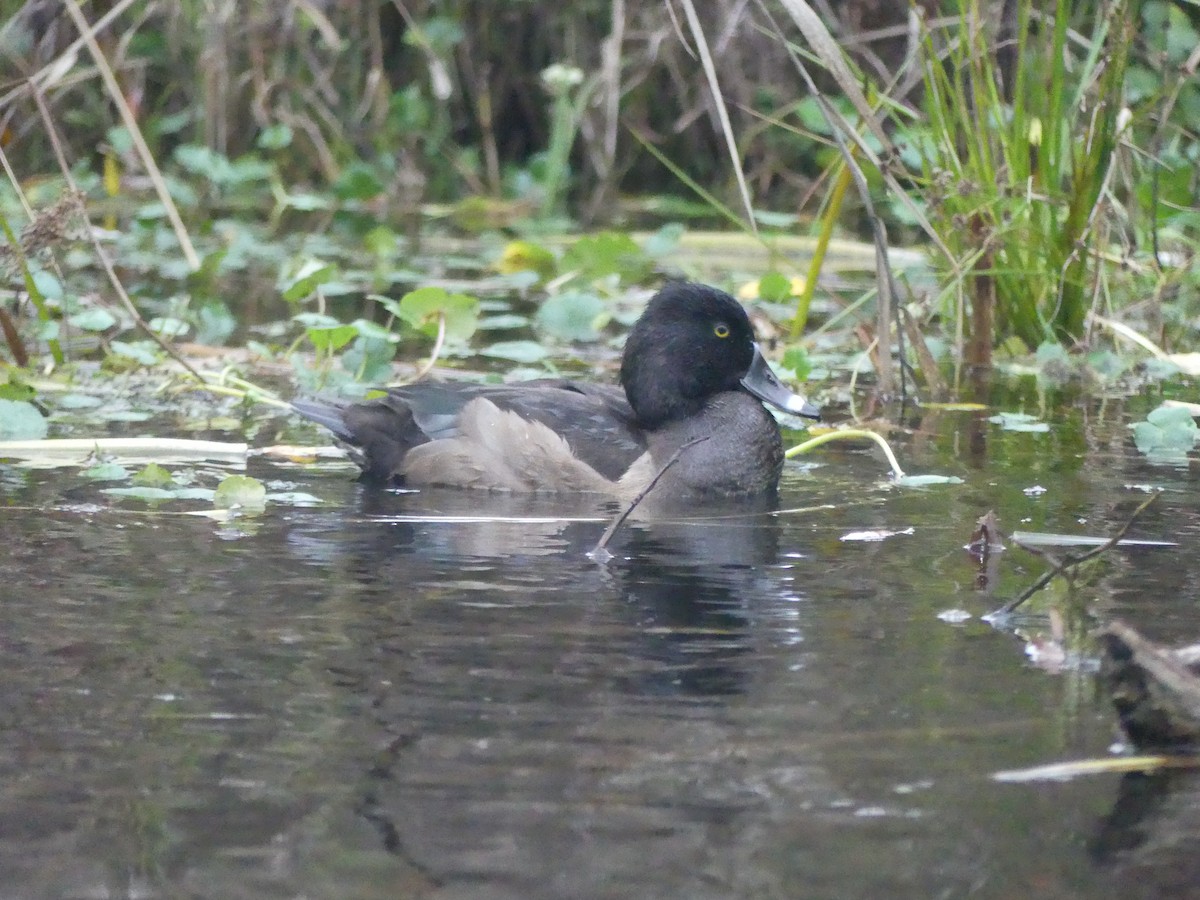 Ring-necked Duck - ML645792552