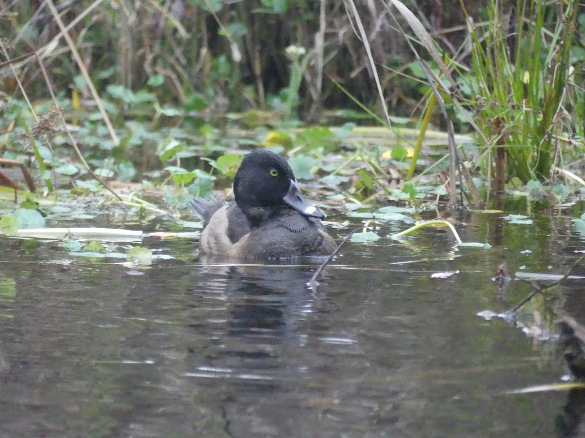 Ring-necked Duck - ML645792554