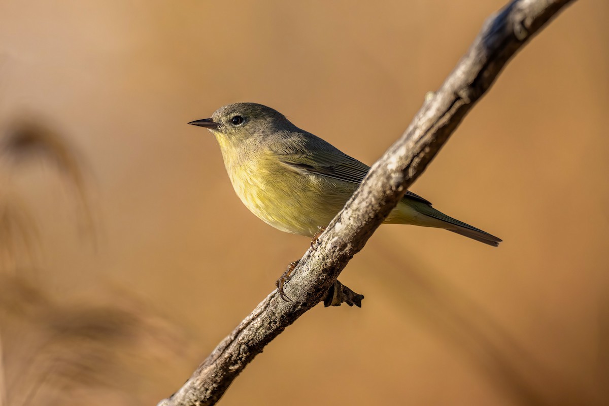 Orange-crowned Warbler - ML645792568