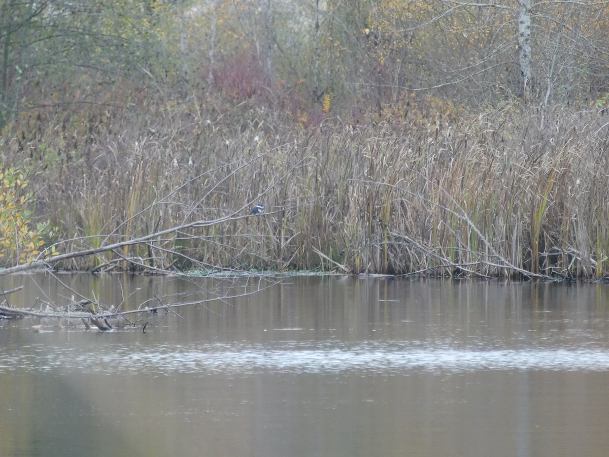 Belted Kingfisher - ML645792577