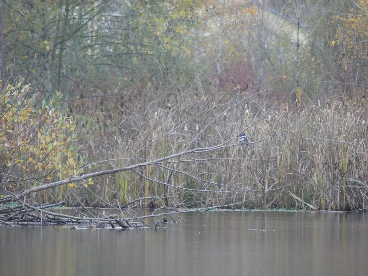 Belted Kingfisher - ML645792578