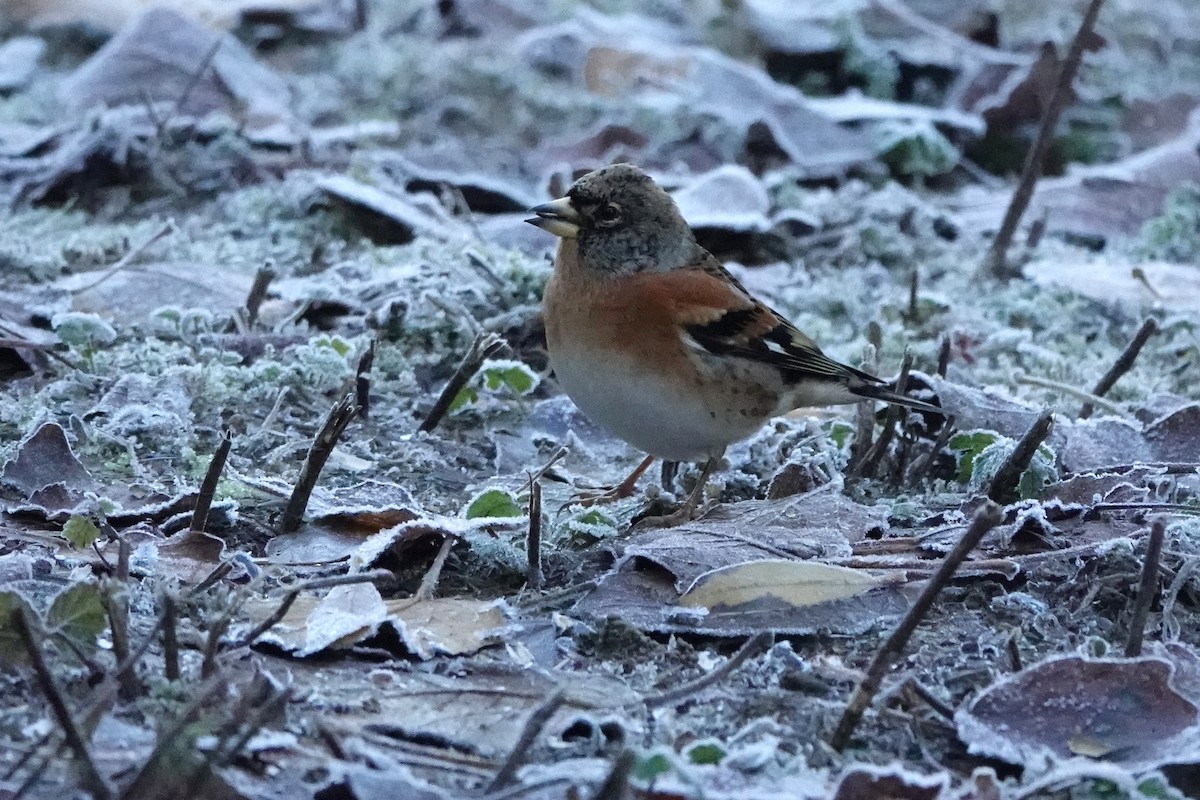 Brambling - ML645792594