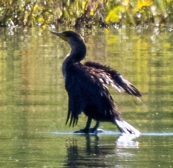 Double-crested/Neotropic Cormorant - ML645792601