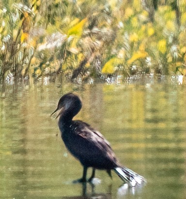 Double-crested/Neotropic Cormorant - ML645792602
