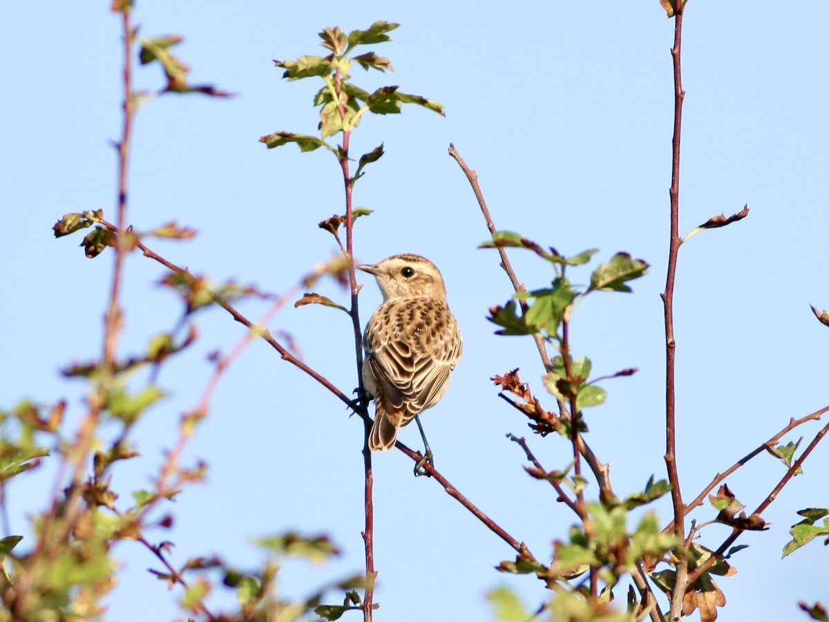 Whinchat - ML645792605