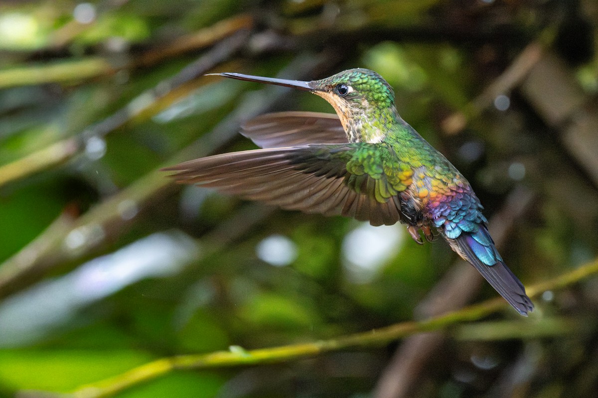 ゴシキインカハチドリ - ML645792619