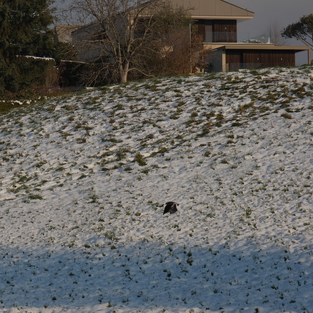 Northern Lapwing - ML645792625