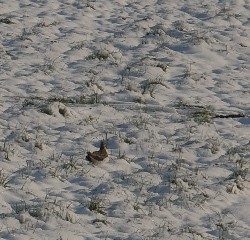 Northern Lapwing - ML645792626