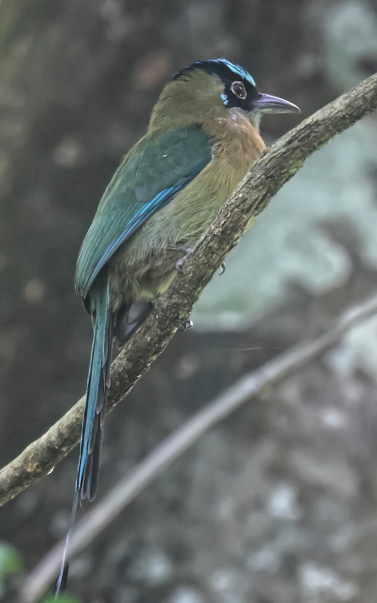 Lesson Motmotu - ML645792630