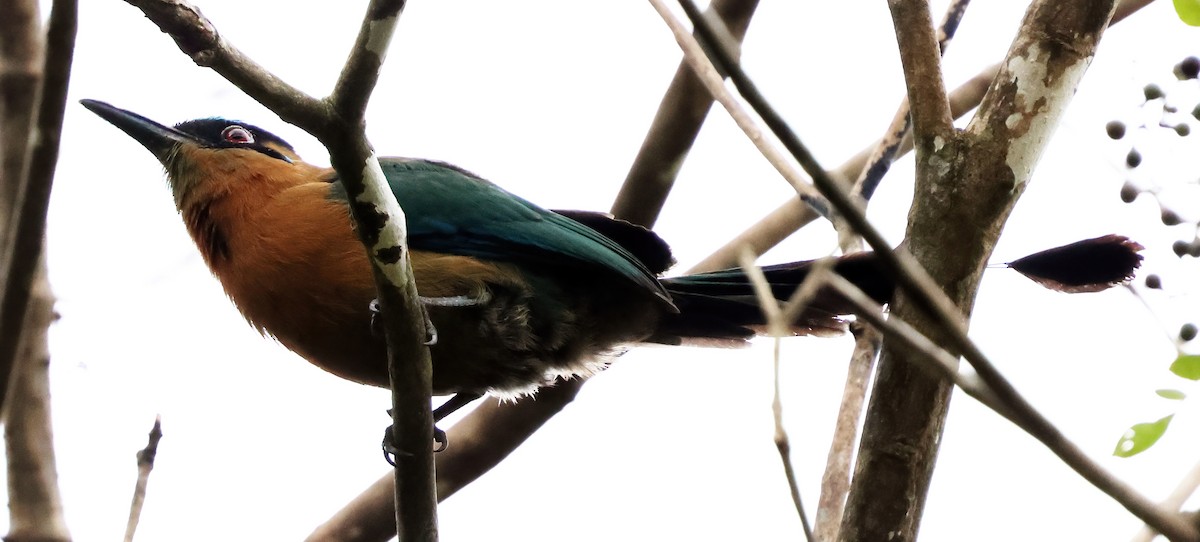 Lesson Motmotu - ML645792643