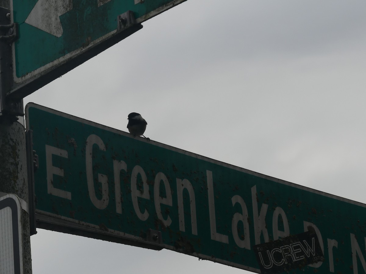 Black-capped Chickadee - ML645792665