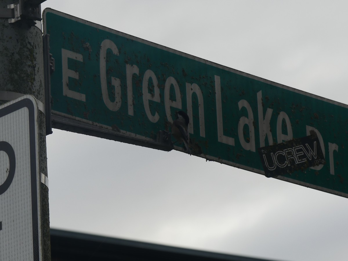 Black-capped Chickadee - ML645792666