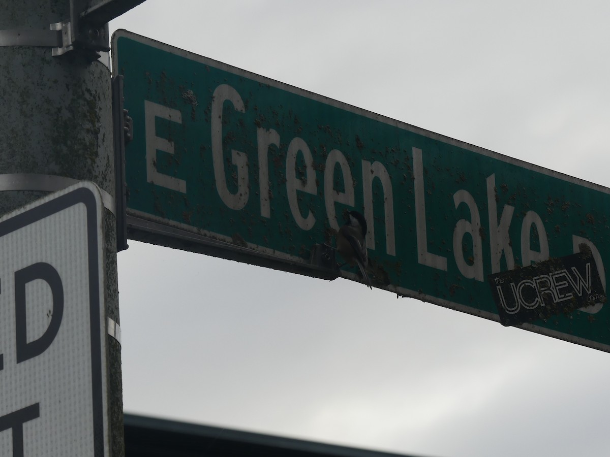 Black-capped Chickadee - ML645792667