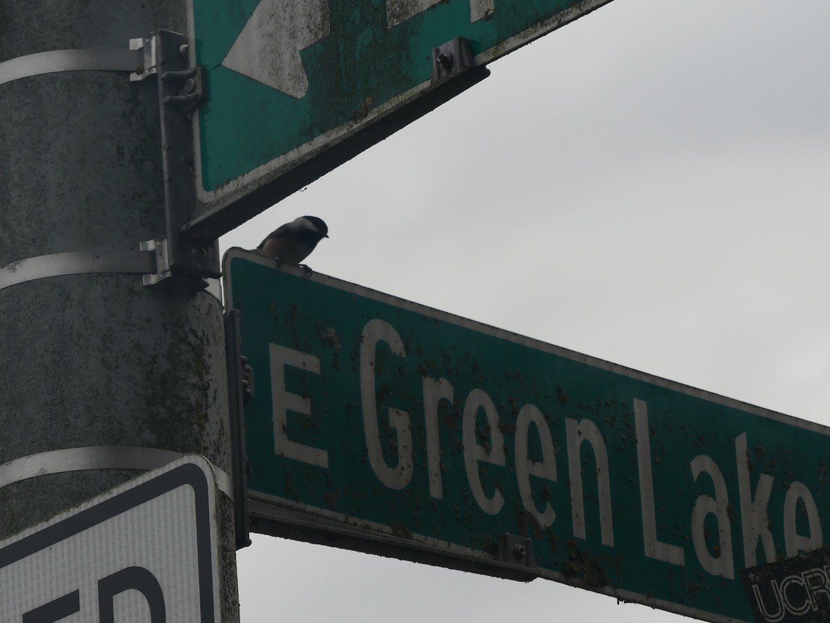 Black-capped Chickadee - ML645792668