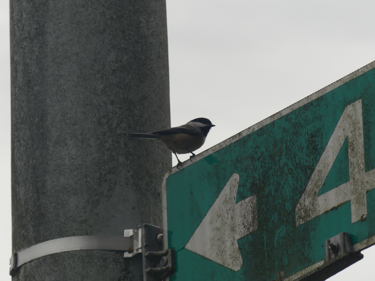 Black-capped Chickadee - ML645792669