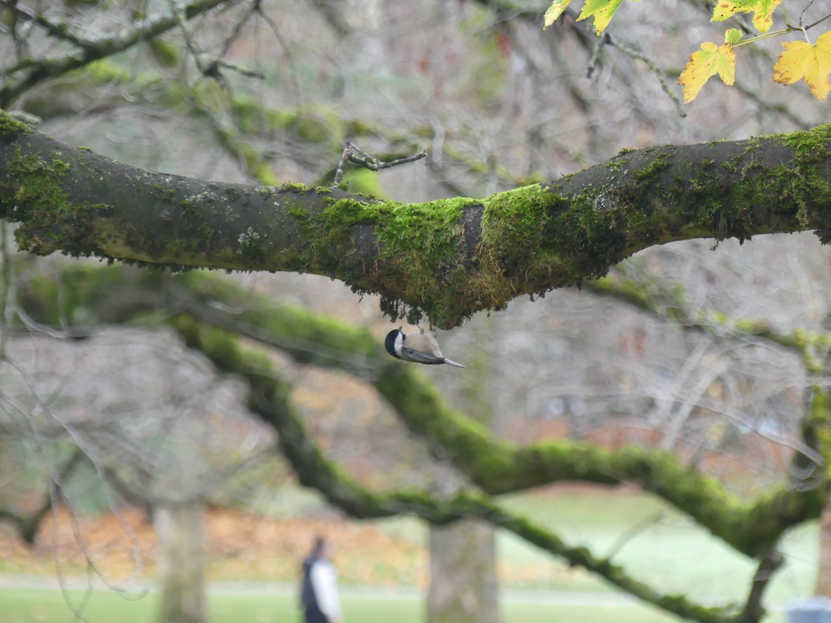 Black-capped Chickadee - ML645792670