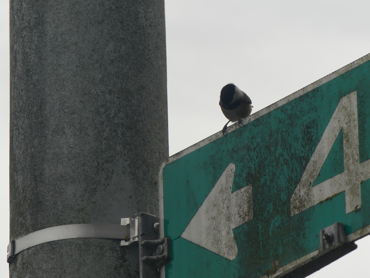 Black-capped Chickadee - ML645792671