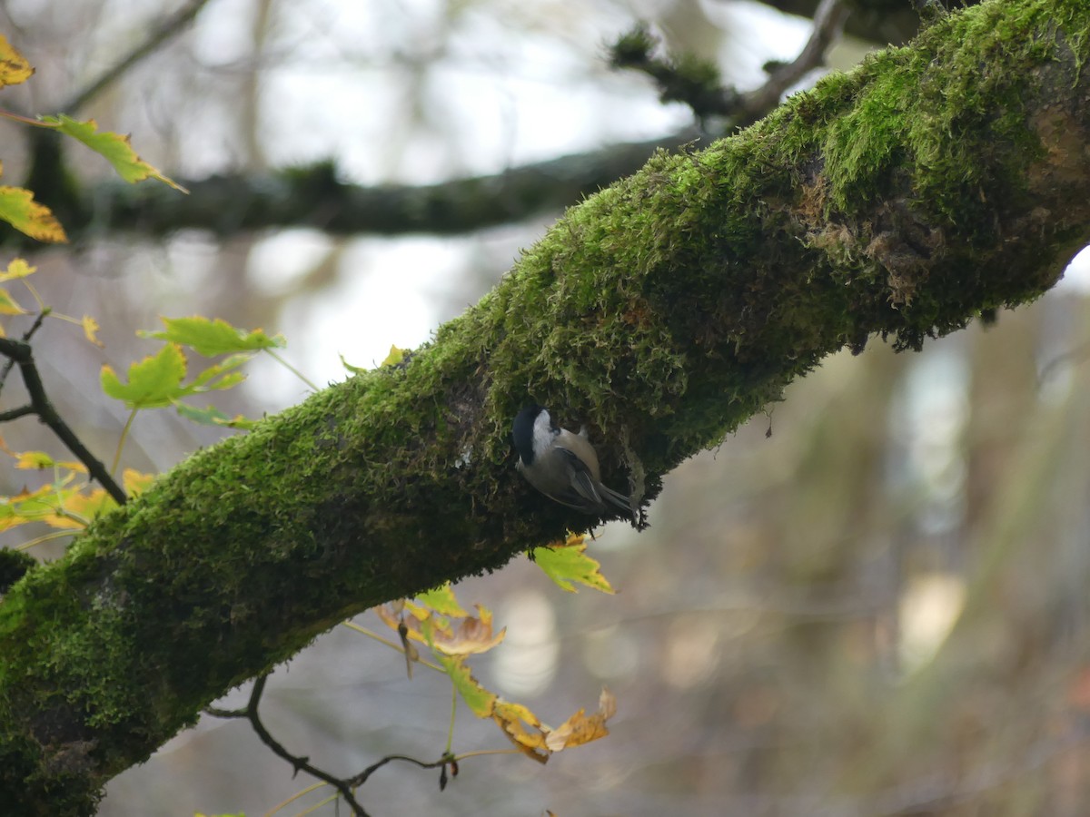 Black-capped Chickadee - ML645792672