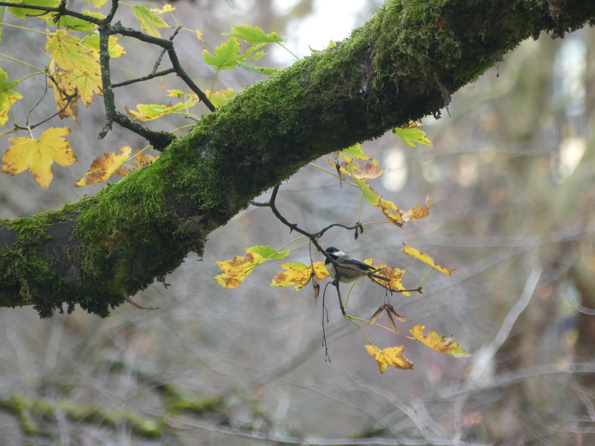 Black-capped Chickadee - ML645792673