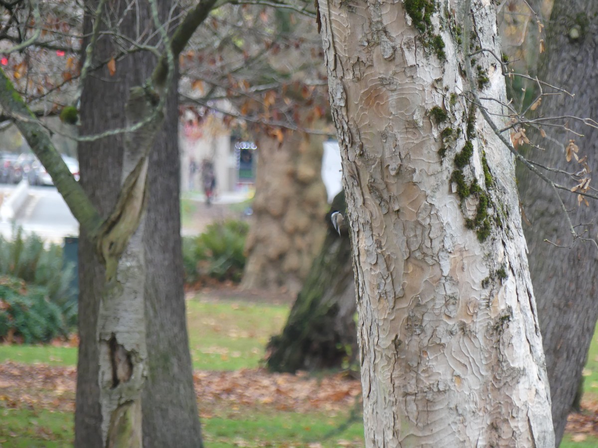 Black-capped Chickadee - ML645792674