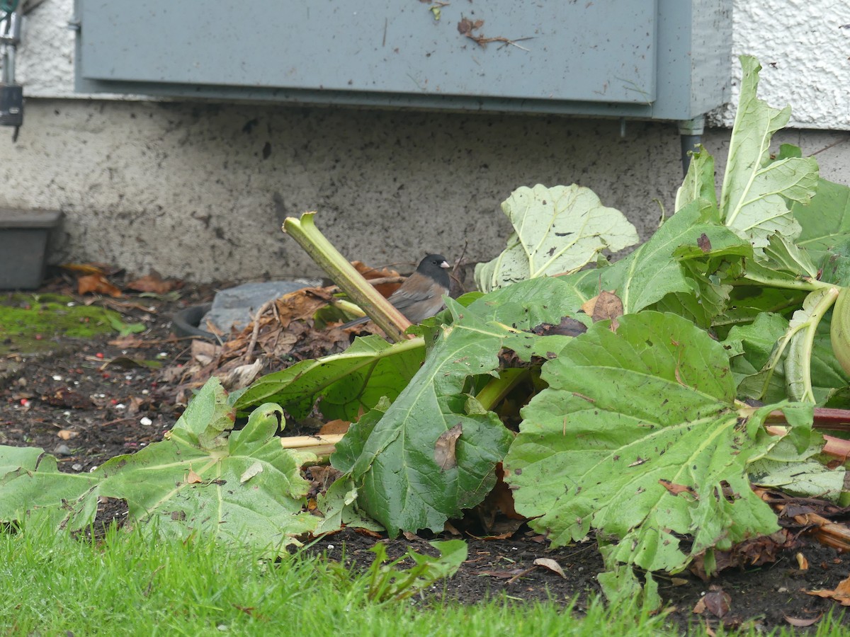 Dark-eyed Junco - ML645792679