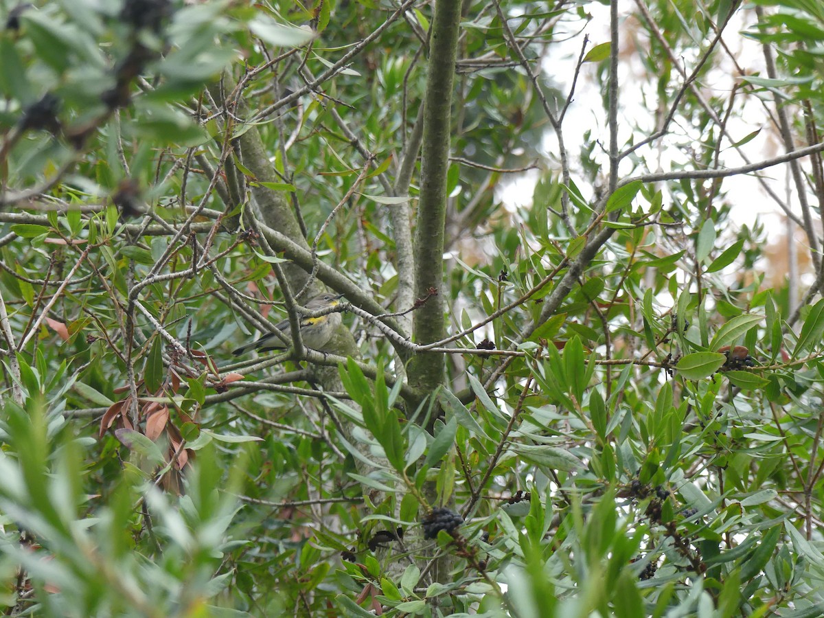 Yellow-rumped Warbler - ML645792707