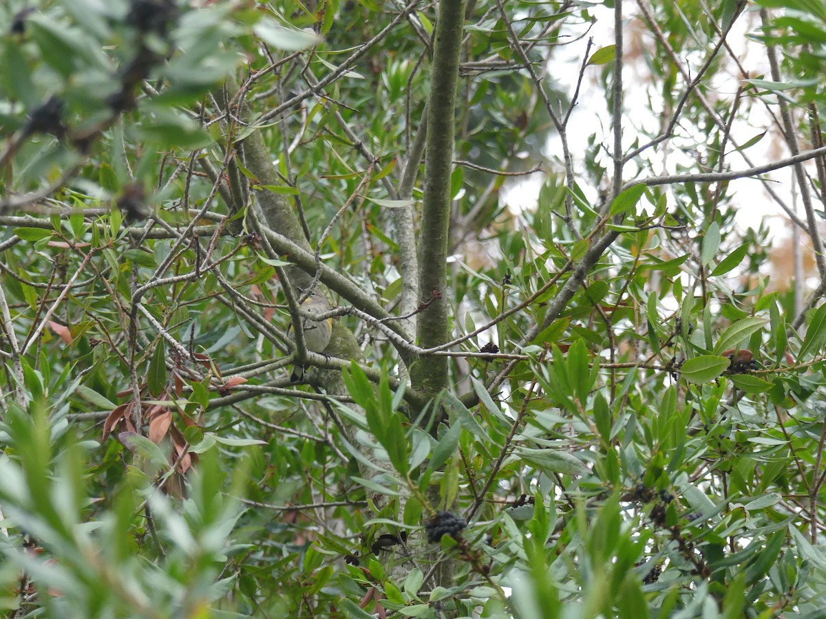 Yellow-rumped Warbler - ML645792708