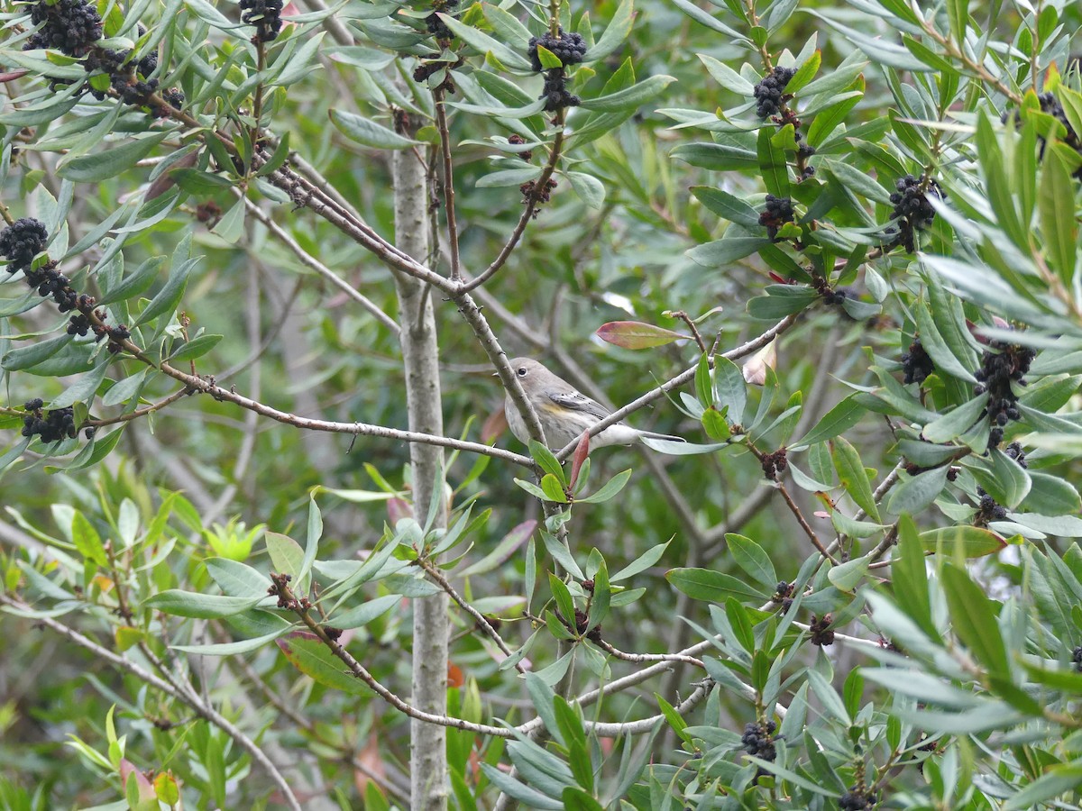 Yellow-rumped Warbler - ML645792709