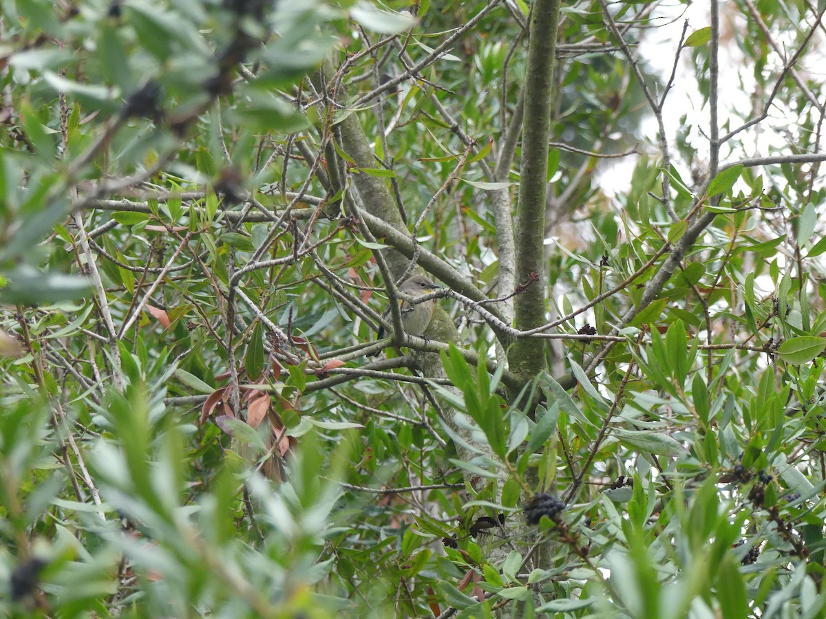 Yellow-rumped Warbler - ML645792710