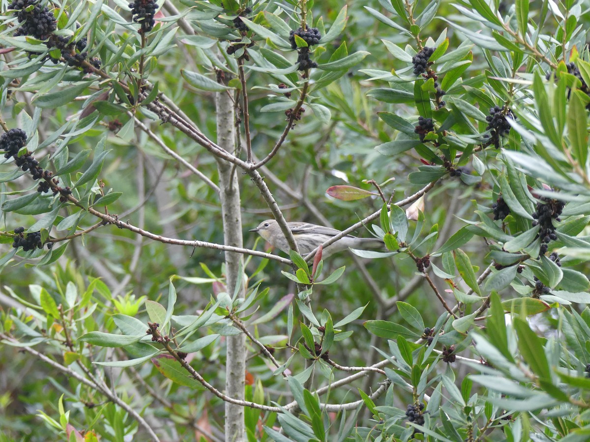 Yellow-rumped Warbler - ML645792711