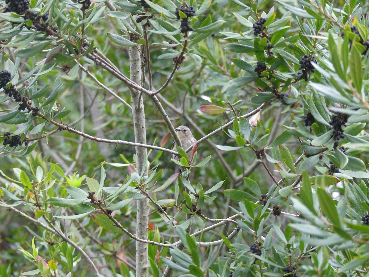 Yellow-rumped Warbler - ML645792712