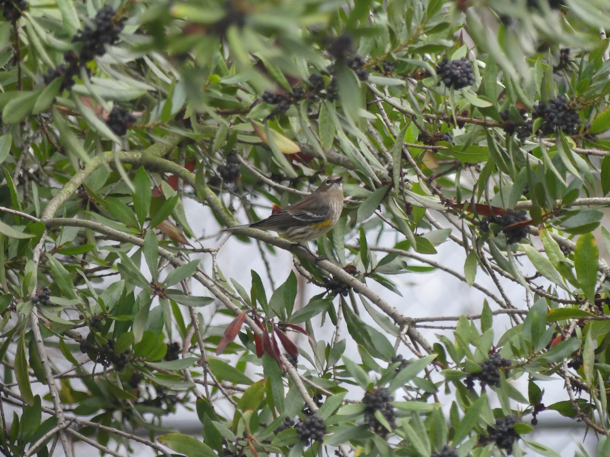 Yellow-rumped Warbler - ML645792713