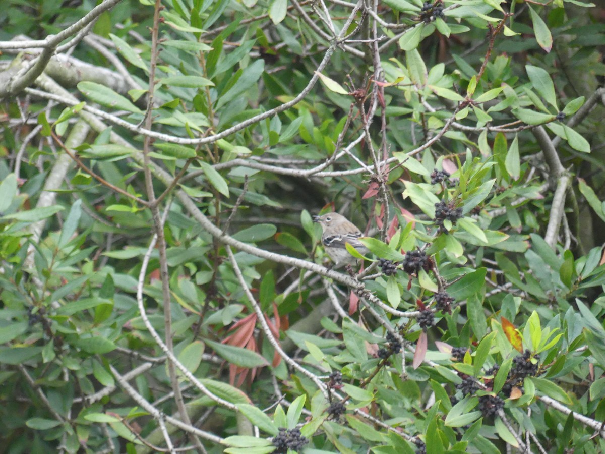 Yellow-rumped Warbler - ML645792715