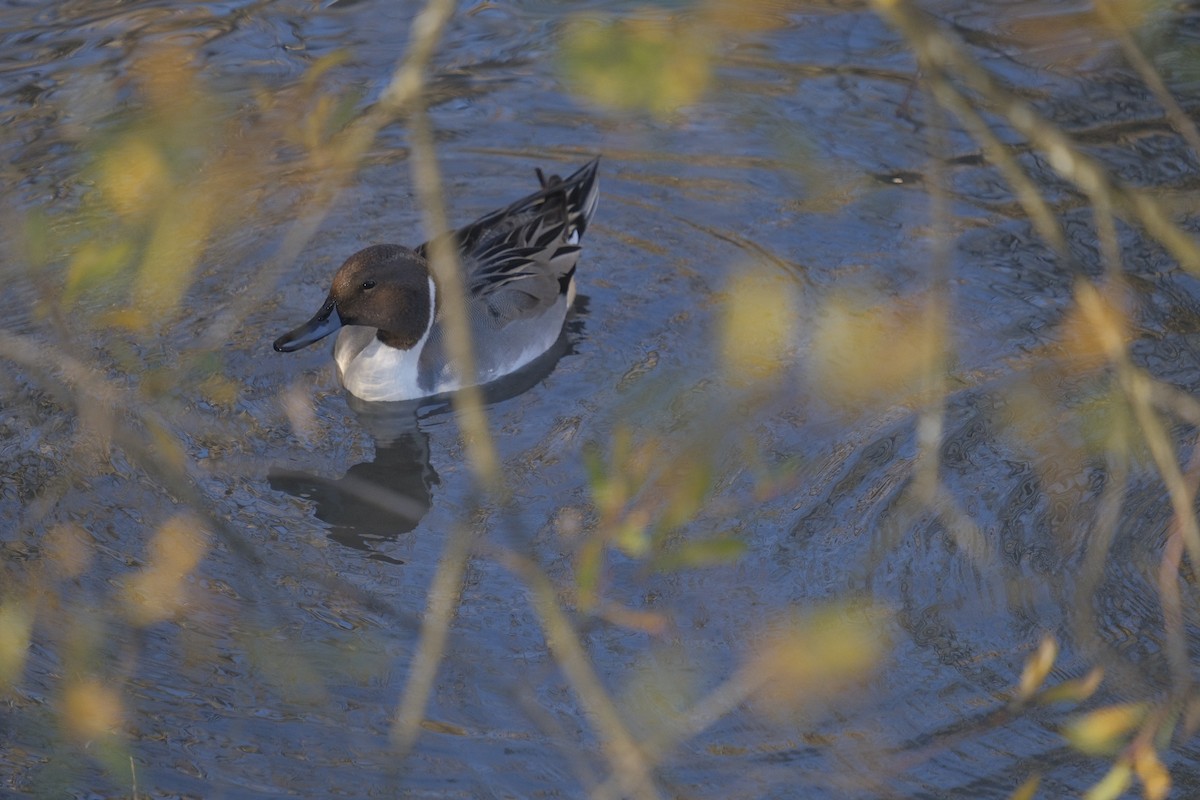 Northern Pintail - ML645792720