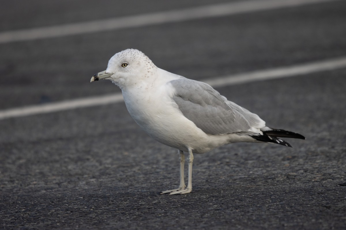 Ring-billed Gull - ML645792741