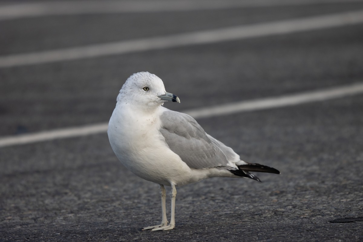 Ring-billed Gull - ML645792742
