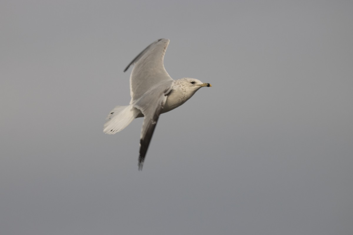 Ring-billed Gull - ML645792743