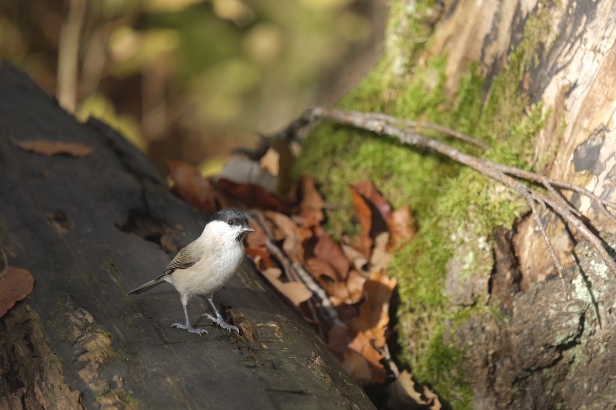 Marsh Tit - ML645792755