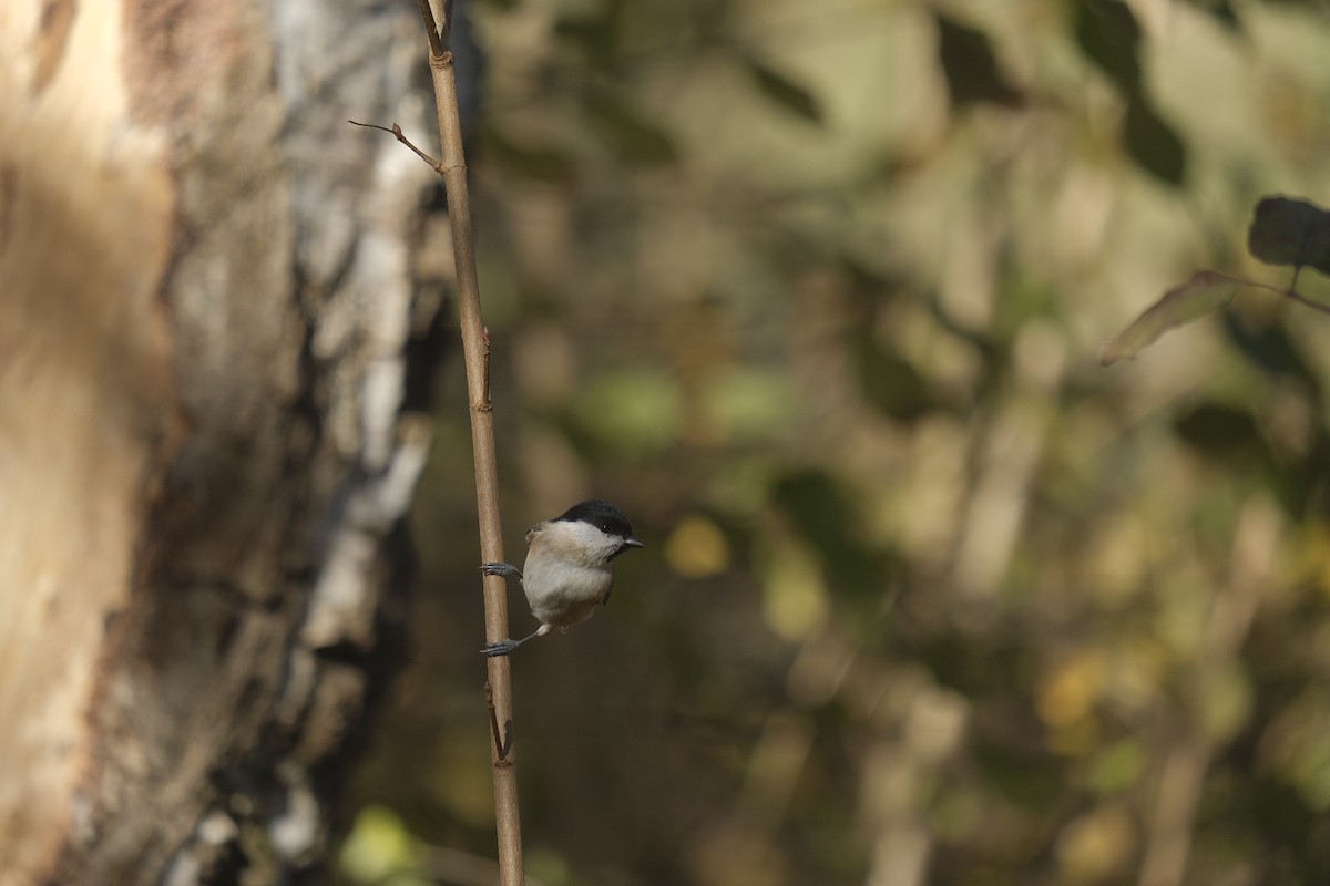 Marsh Tit - ML645792756