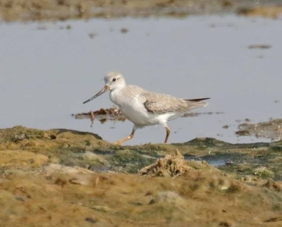 ביצנית אפורה - ML645792757