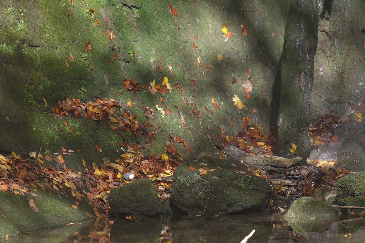 Пронурок біловолий - ML645792769