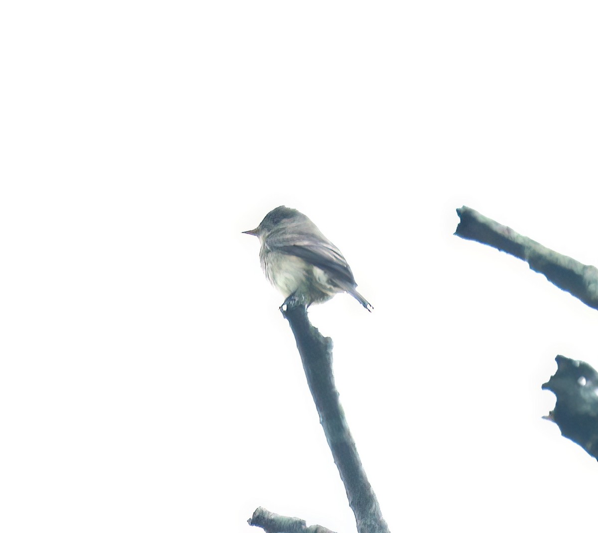 Northern Tropical Pewee - ML645792796