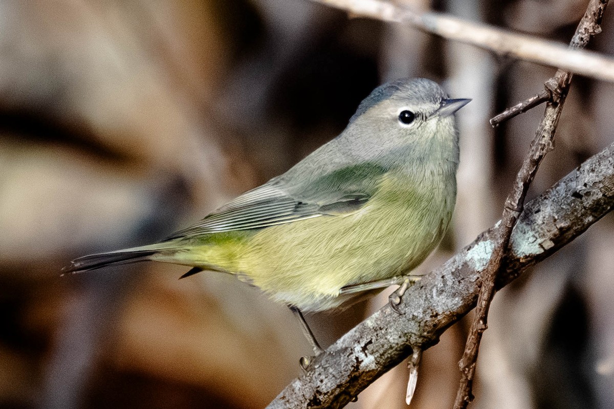 Orange-crowned Warbler (Gray-headed) - ML645792797