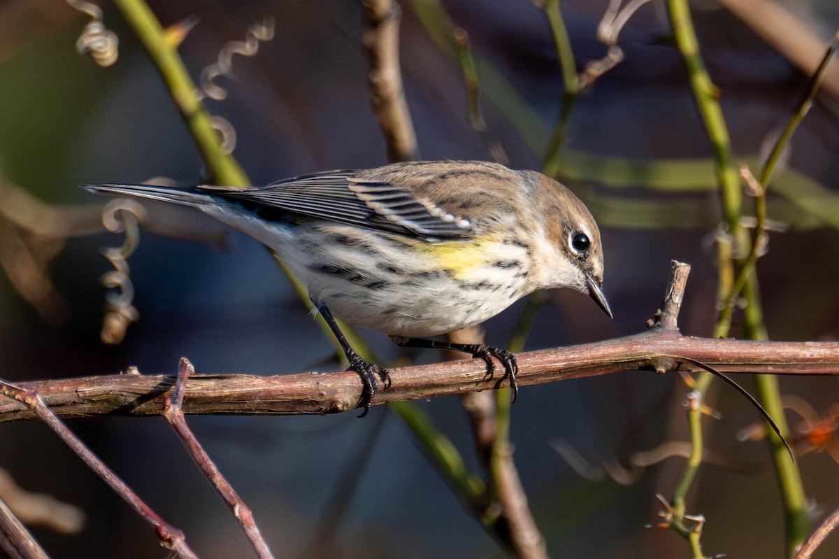 Yellow-rumped Warbler (Myrtle) - ML645792805