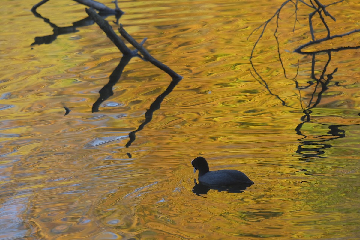 Eurasian Coot - ML645792806