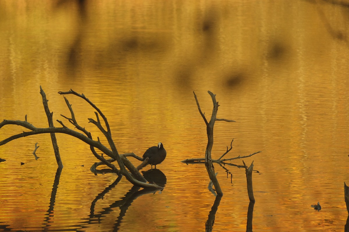 Eurasian Coot - ML645792807